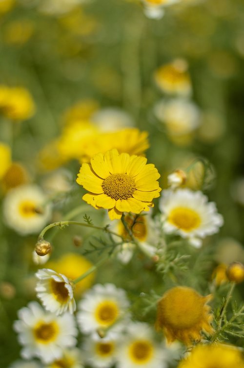 flower  garden  nature