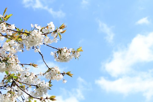 flower  blossom  nature