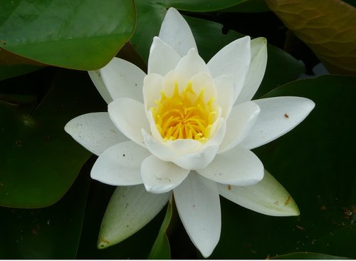 flower  water lily  aquatic