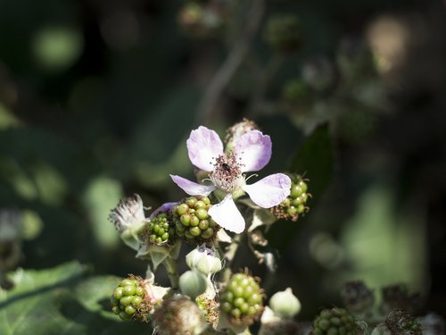 flower  blackberry  nature