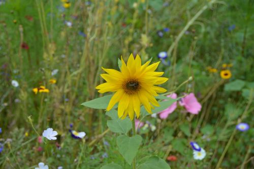 flower sun flower garden