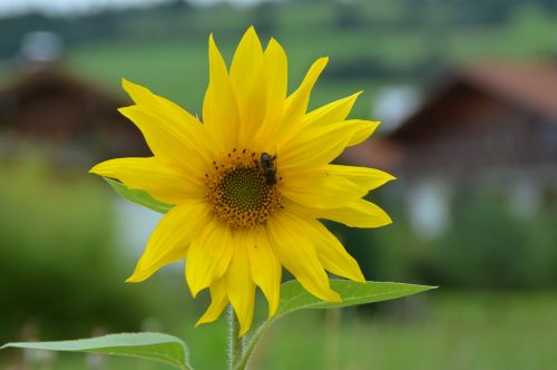 flower sun flower bee