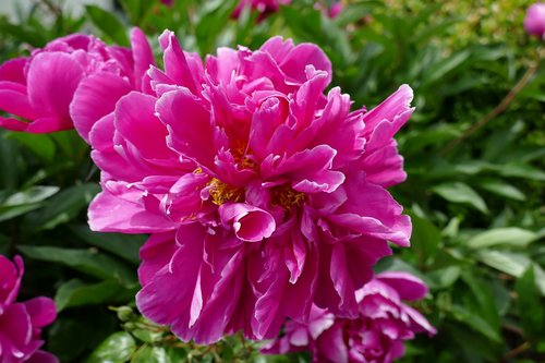 flower  close up  garden