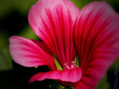 flower red plant