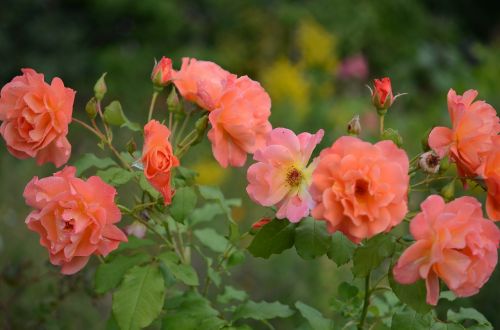 flower plant nature