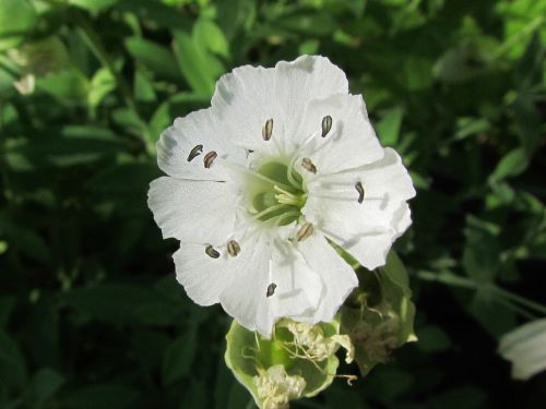 flower white nature