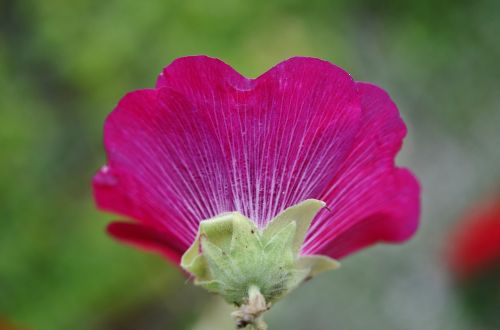 flower plant leaves