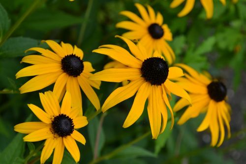 flower yellow nature