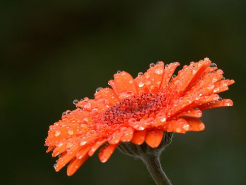 flower rain summer