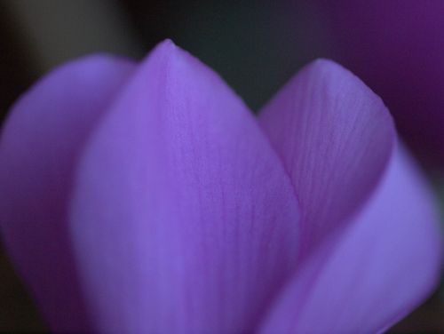 flower purple nature