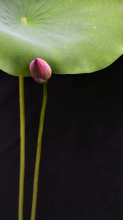 flower  lotus  zen