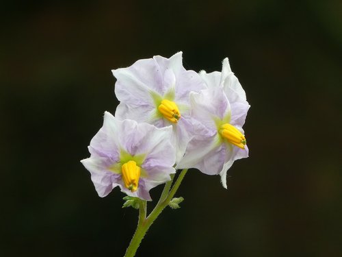 flower  summer  plant