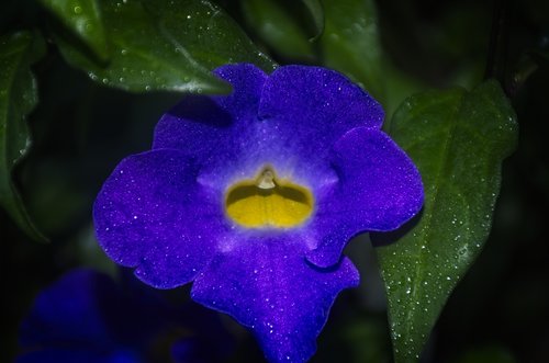 flower  purple  violet
