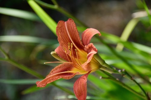 flower  lys  lily orange color