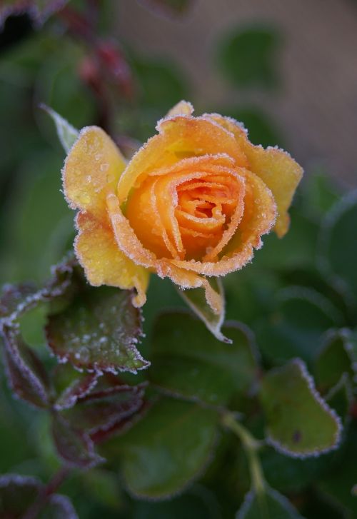 flower yellow ros