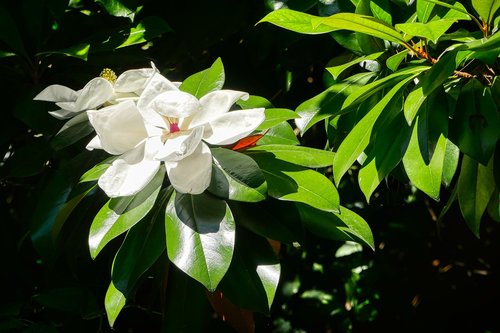 flower  white  orchid