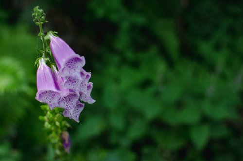 flower  sea ranch  purple