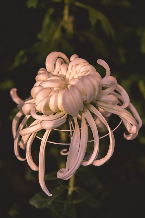 flower  chrysanthemum  blossom