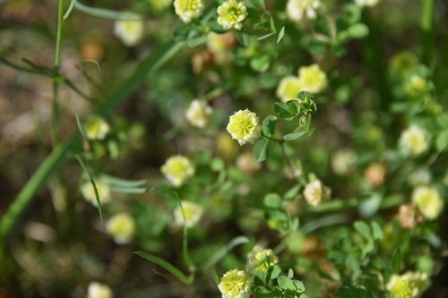 flower  plant  bloom