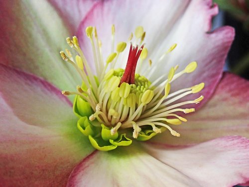 flower  helebore  macro