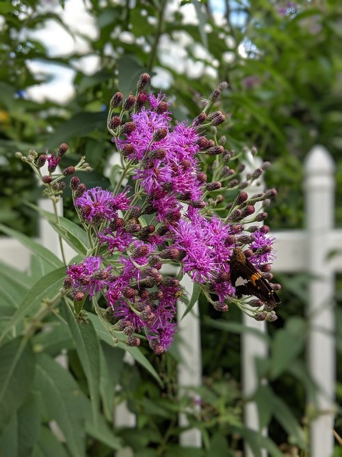 flower  butterfly  fence