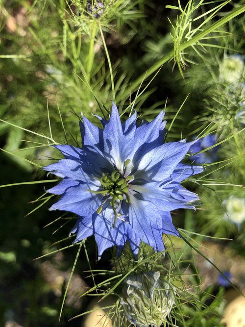 flower  garden  nature