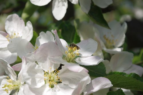 flower  apple-blossom  bee