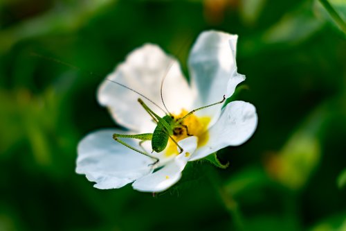 flower  nature  summer