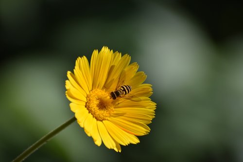 flower  calendula  insect