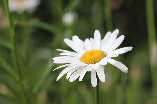 flower  daisy  white