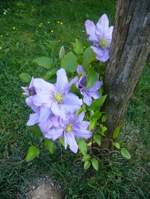 flower clematis garden