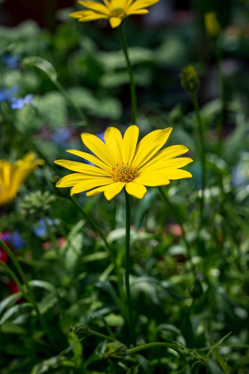 flower  yellow  daisy
