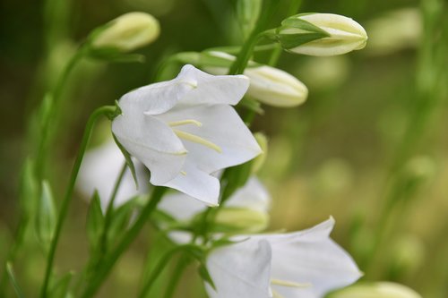 flower  button flower  white flower