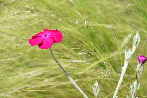 flower  pink flower  nature