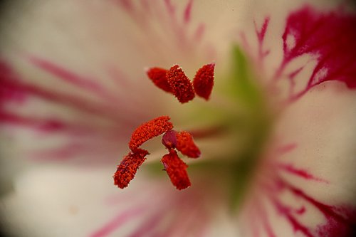 flower  pistil  pollen