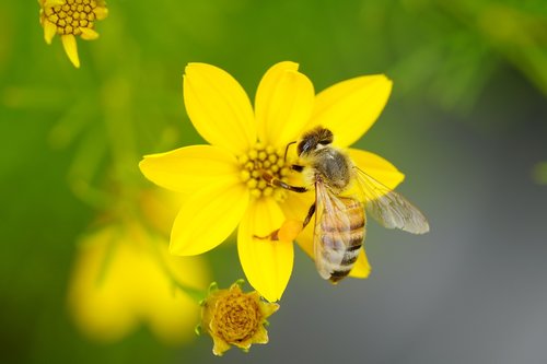 flower  bee  nature