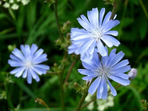 flower  chicory  blue