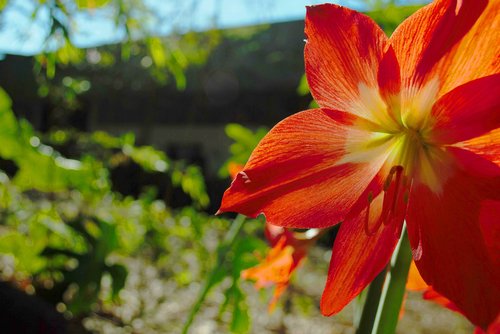 flower  nature  blossom