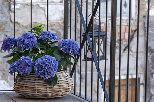 flower  decoration  still life