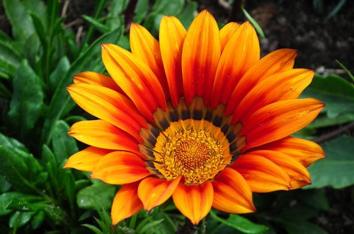 flower  colored  closeup
