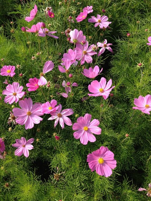 flower pink cosmos