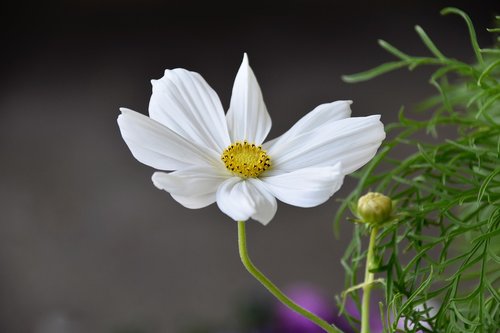 flower  cosmos flowers  flower color white