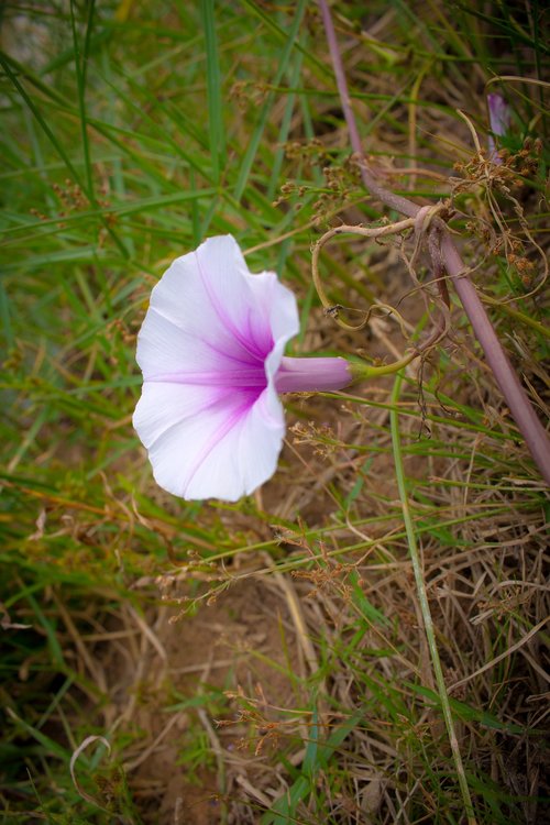 flower  ipomoea violacea  europe
