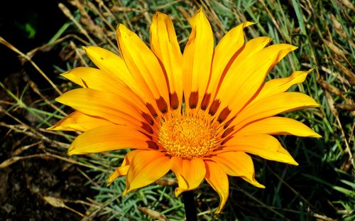 flower  colored  summer