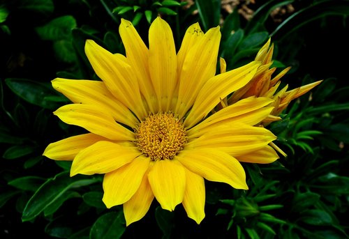 flower  yellow  summer