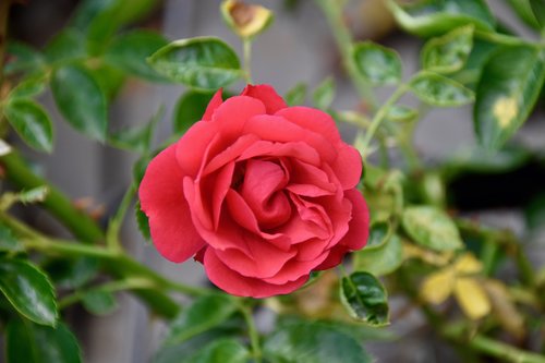 flower  pink  red rose