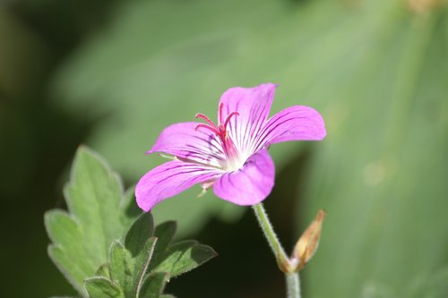 flower  pink flower  pink