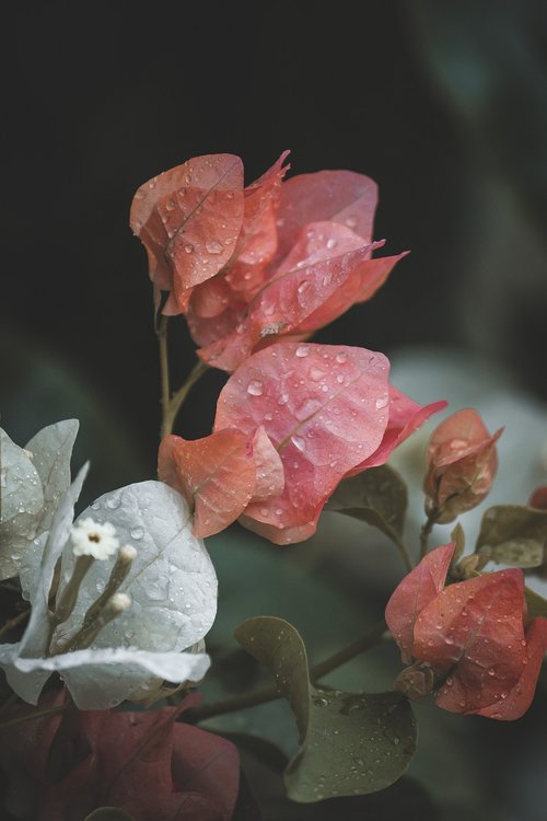 flower  nature  blossom