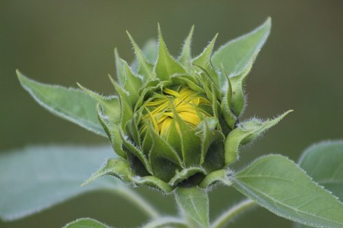 flower  nature  blossom