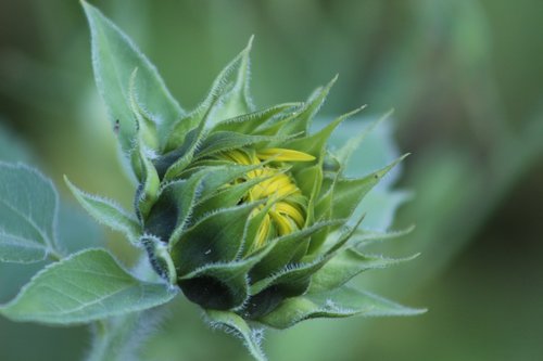 flower  nature  blossom